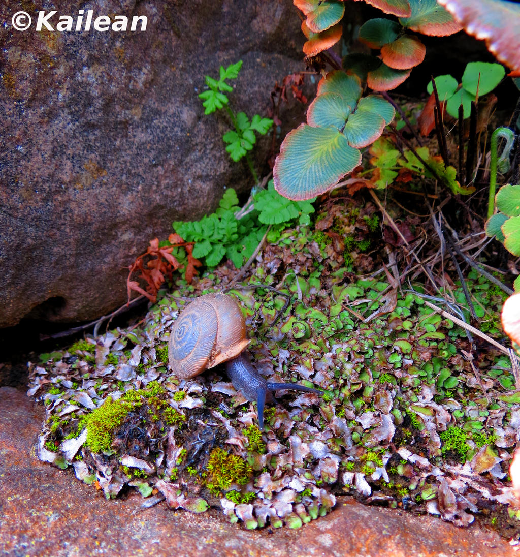 Snail in Spring Foliage