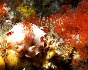 Nudibranch