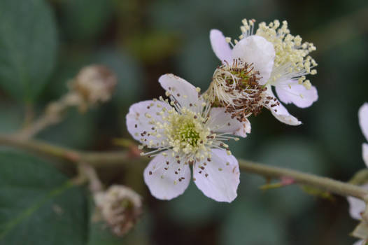 Brambleberry Flower!