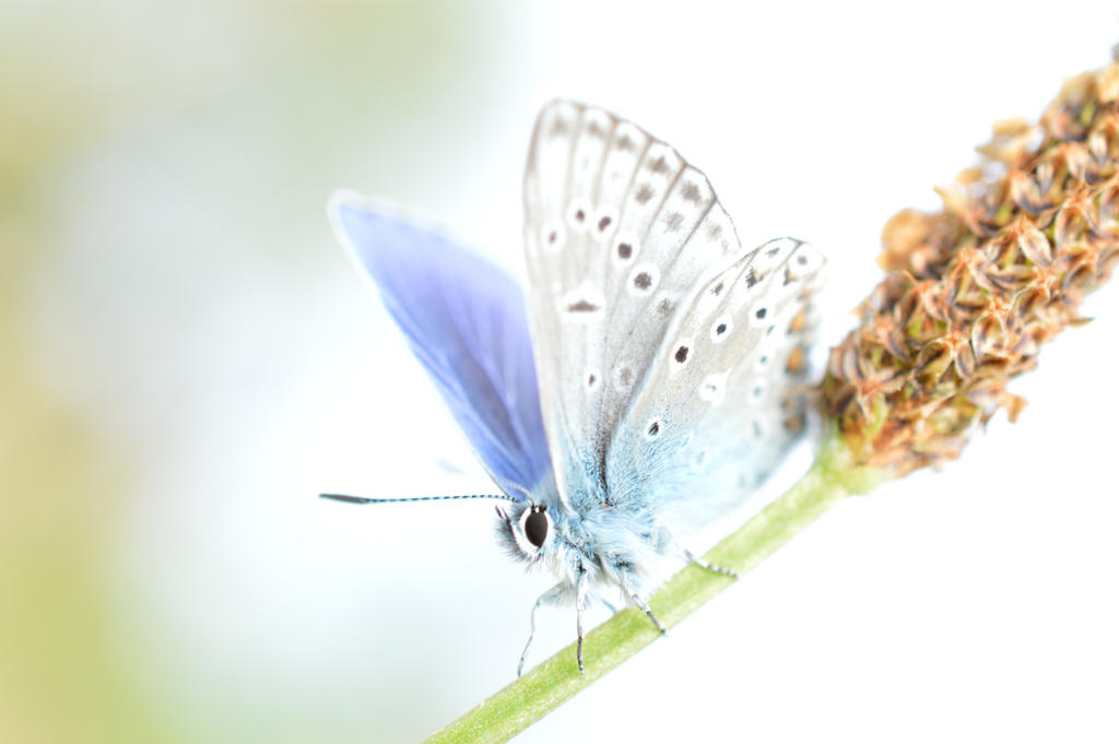 Chalk blue