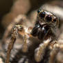 Zebra spider