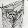 Racoon in the Pants