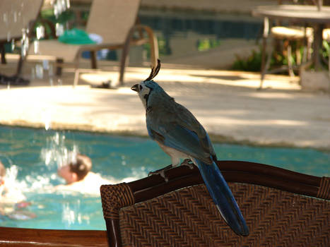 Hungry Blue Jay