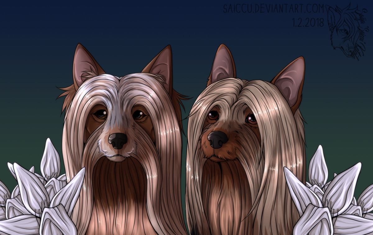 Two silky terriers by Saiccu