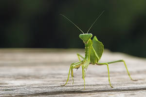 mantis