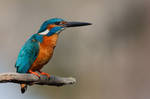 Kingfisher II by l1ster