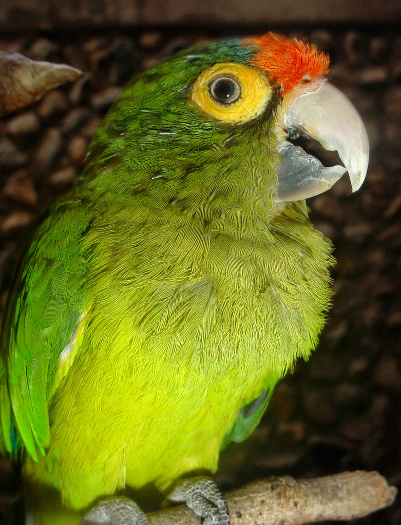 Perico 2 by DAGE85 on DeviantArt
