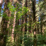 Redwood Collonade