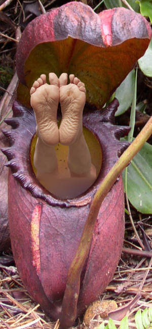 Woman eating plant