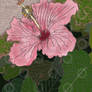'Garden Hibiscus Flower' Traditional Illustration