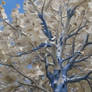 Tree with white bark and blue leaves