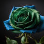 Green Rose