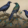 Crows Decked in Peacock's Feathers