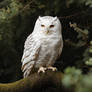 Albino Owl