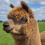 Fluffy Llama, Close Up