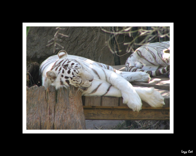 White Tigers