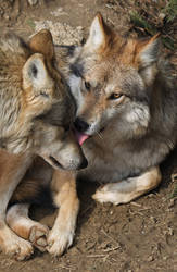 .:Mexican Wolves 3:.