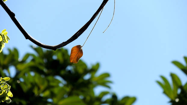 Autumn Leaf