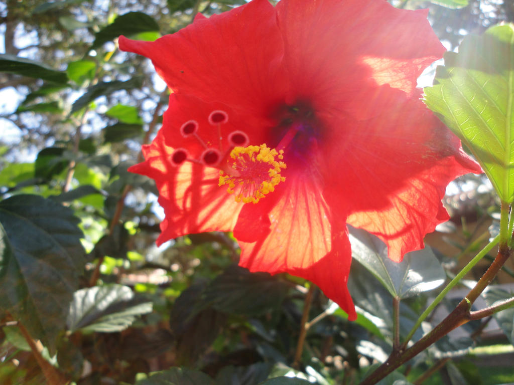 Red Hibiscus