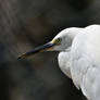 Little egret, portrait in profile