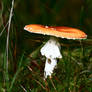 Fly agaric