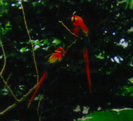 Scarlet Macaws