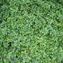 Free Hedge plant Texture