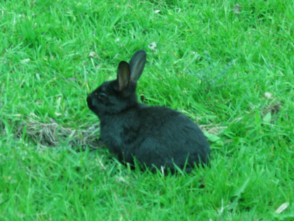 Irish Rabbit by terraconiglio on DeviantArt