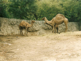 Talking camels