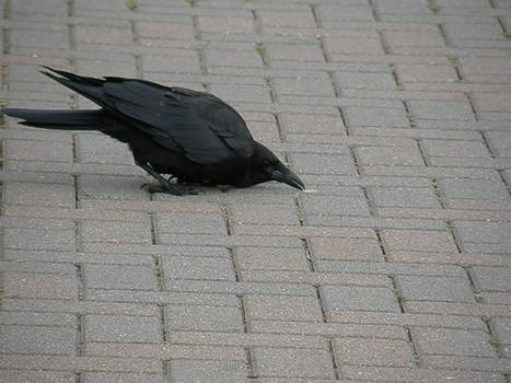 Crow Stock5