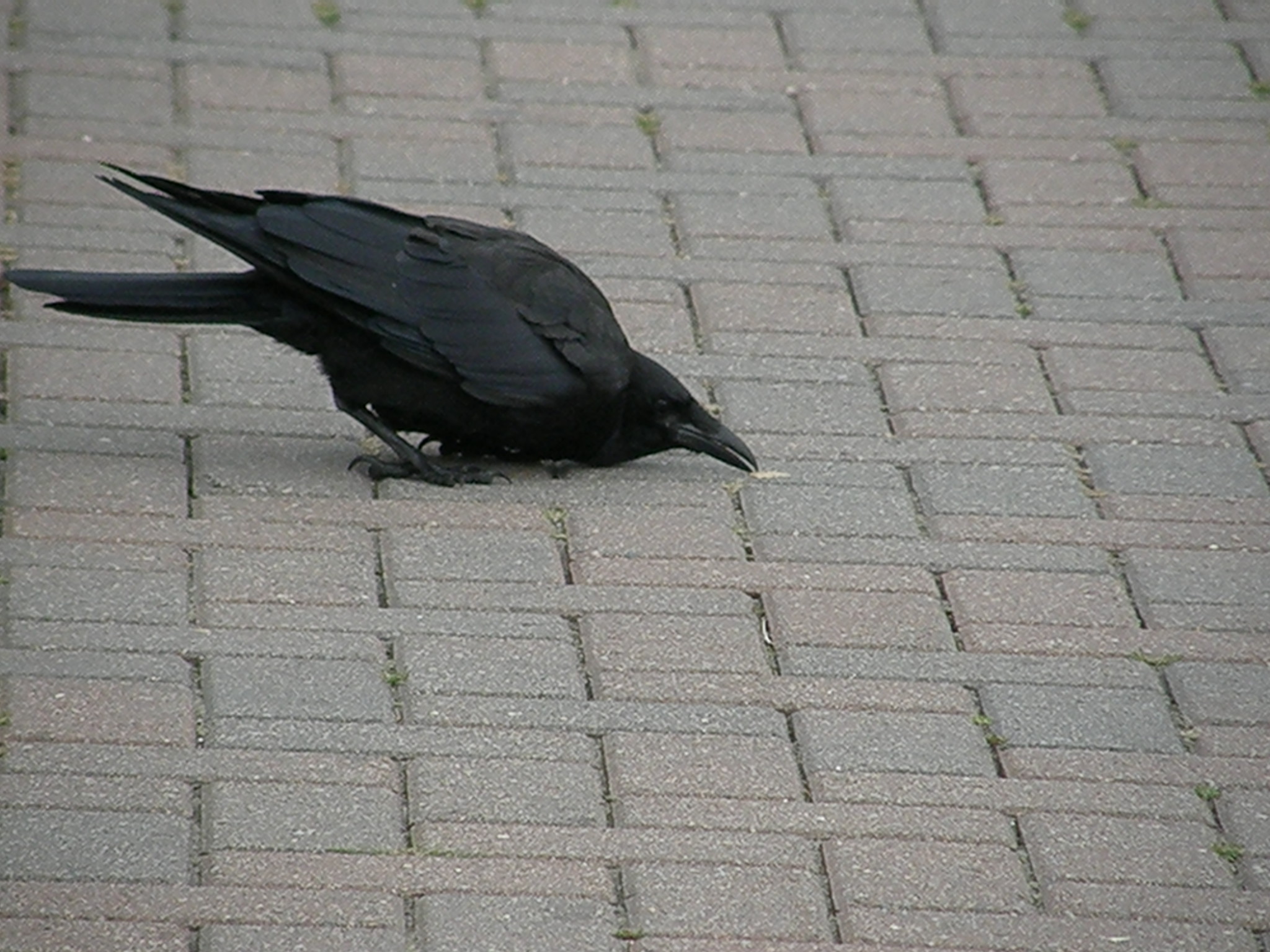 Crow Stock5