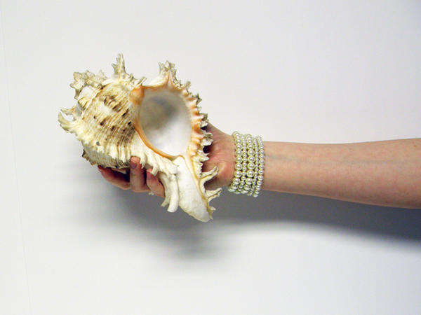 Shell in Hand Stock9