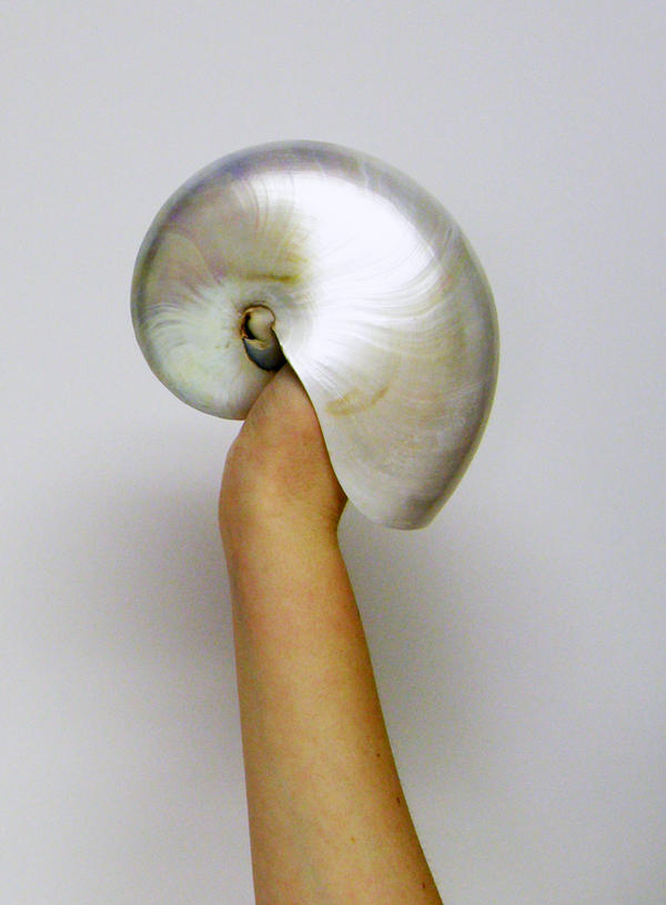 Shell in Hand Stock33 by NoxieStock on DeviantArt