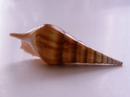 Spiral Shell Stock1