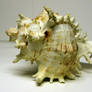 Conch Shell Stock2