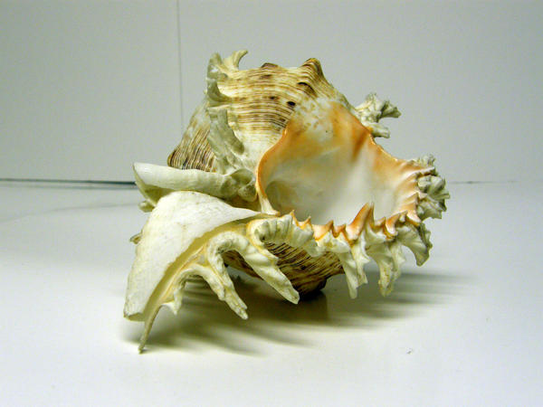 Conch Shell Stock14