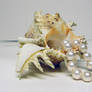 Conch Shell with Pearls Stock1