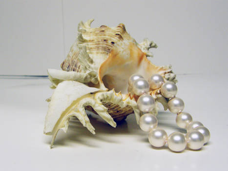 Conch Shell with Pearls Stock1