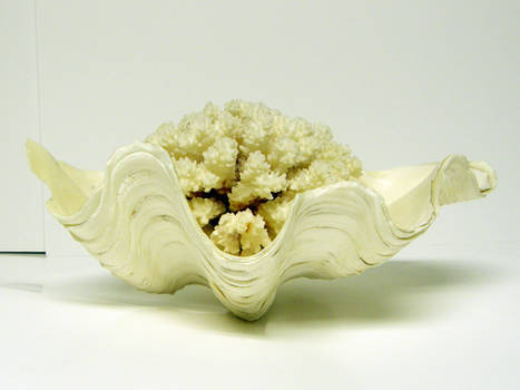 Clam Shell with Coral Stock1