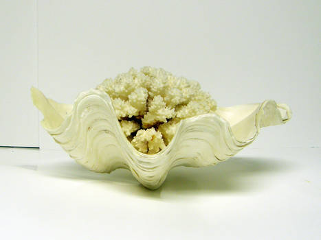 Clam Shell with Coral Stock2