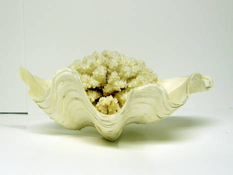 Clam Shell with Coral Stock3