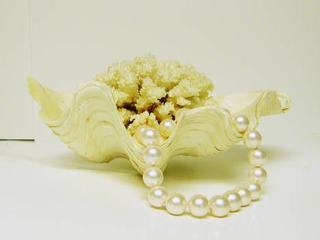 Clam Shell with Coral Stock4
