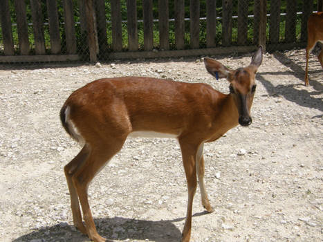 Deer 2