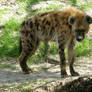 Hyena 2