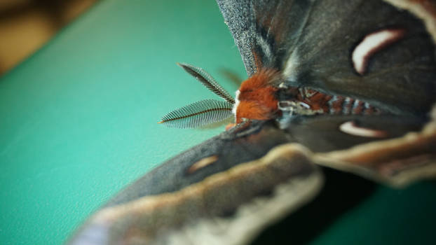 Giant Moth 4
