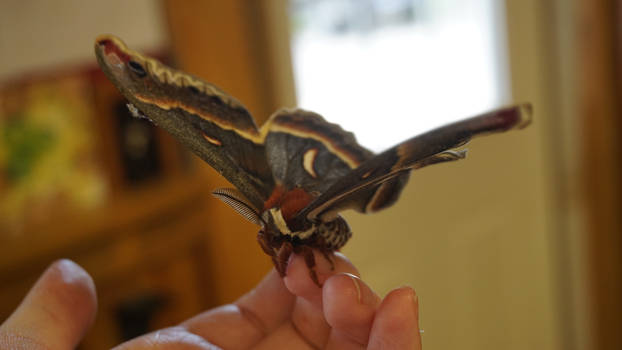 Giant Moth 5