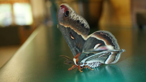 Giant Moth 6