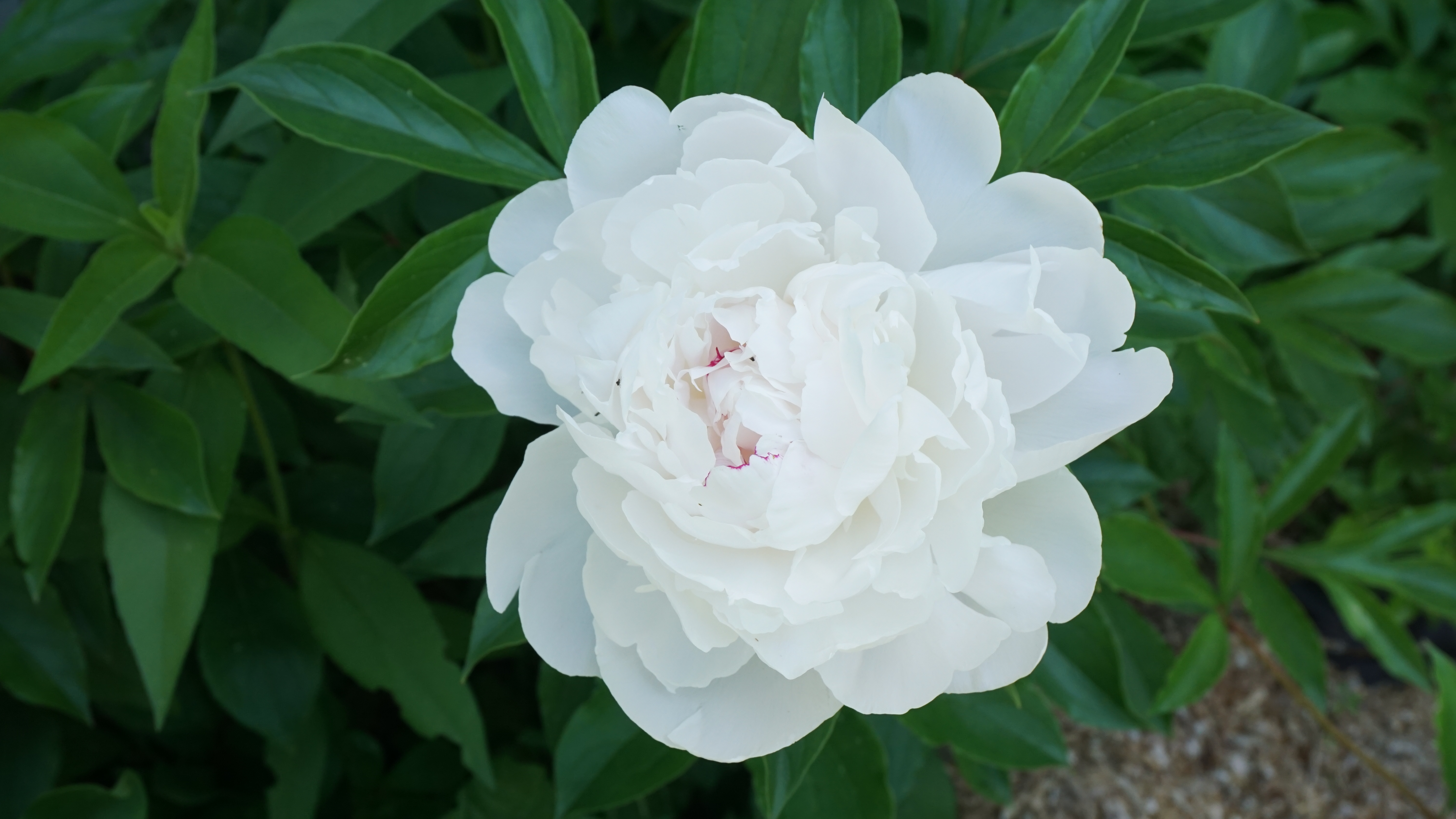 Peony 1