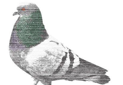 Digital Pigeon 8