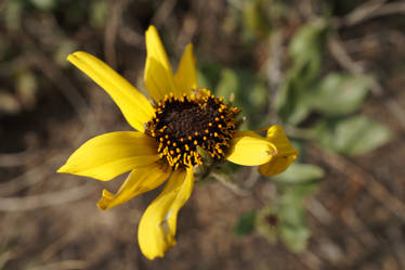 Beach flower